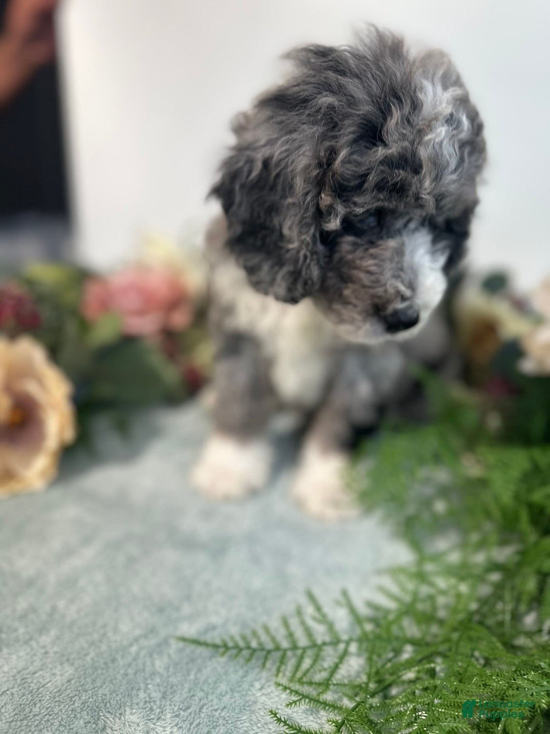 Mini Bernedoodle dogs for sale: Rune - Image 5