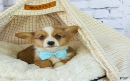 Welsh Corgi Pembroke dogs for sale: Griffin - Image 9