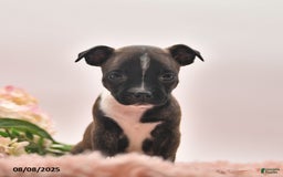 Boston Terrier dogs for sale: Samantha - Image 2