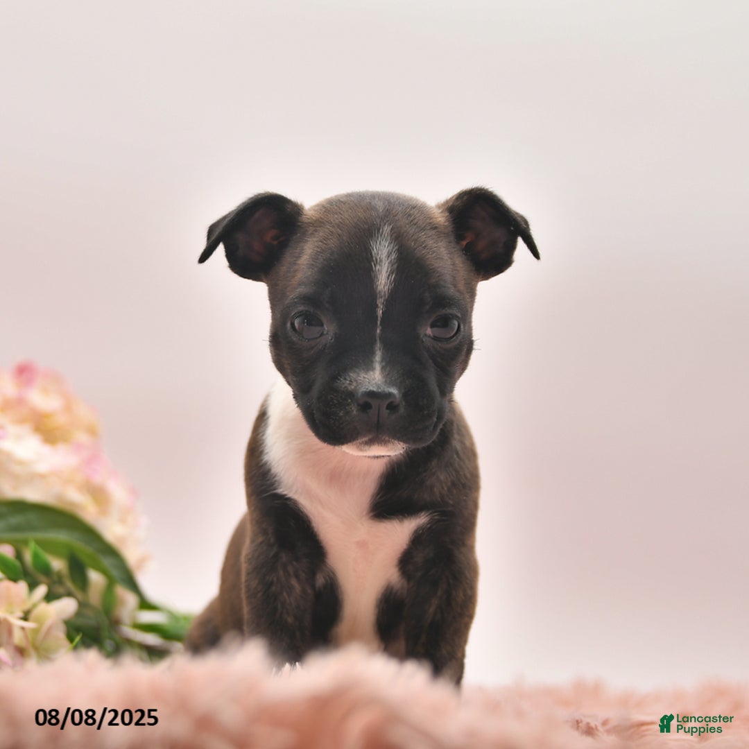 Boston Terrier dogs for sale: Samantha - Image 2