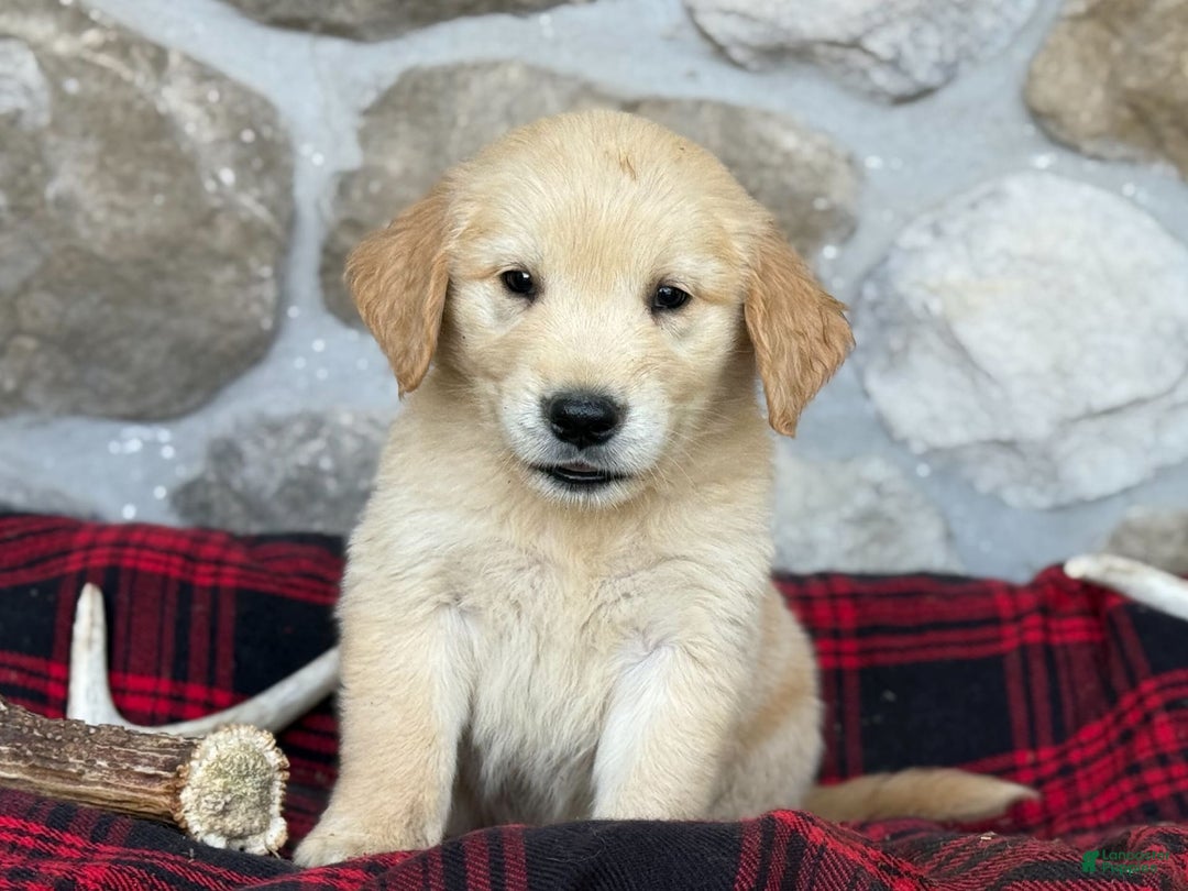 Golden Retriever dogs for sale: Sydney - Image 3