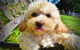Havapoo dogs for sale: Charity - Image 14
