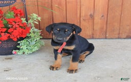 Doberman Pinscher dogs for sale: Doberman Pinscher 3 puppies - Image 12
