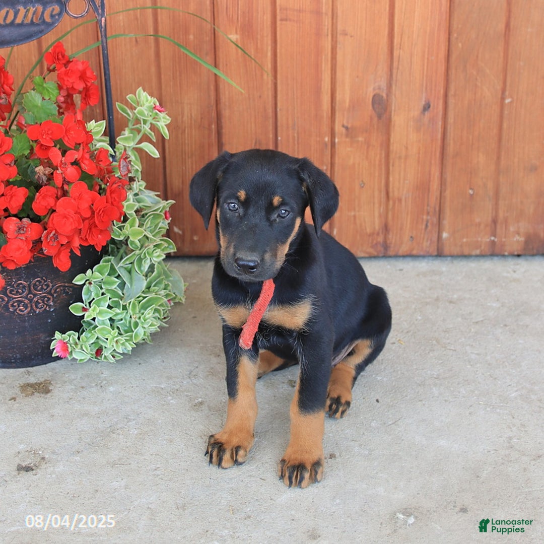 Doberman Pinscher dogs for sale: Doberman Pinscher 3 puppies - Image 12