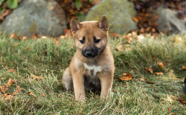 Shiba Inu dogs for sale - Ad 4