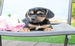 Beabull dogs for sale: Hadley - Image 2