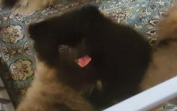 Pomeranian dogs for sale: Butterball - Image 8