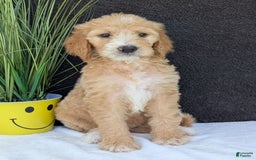 Goldendoodle dogs for sale: Sadie - Image 9