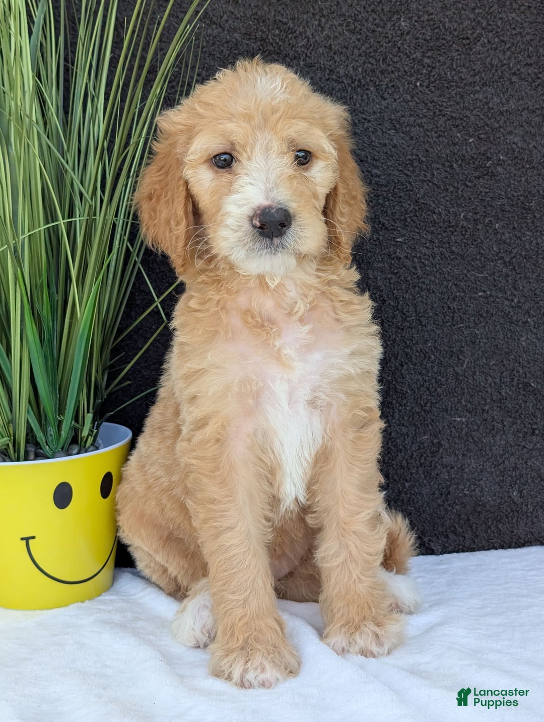 Goldendoodle dogs for sale: Sadie - Image 9