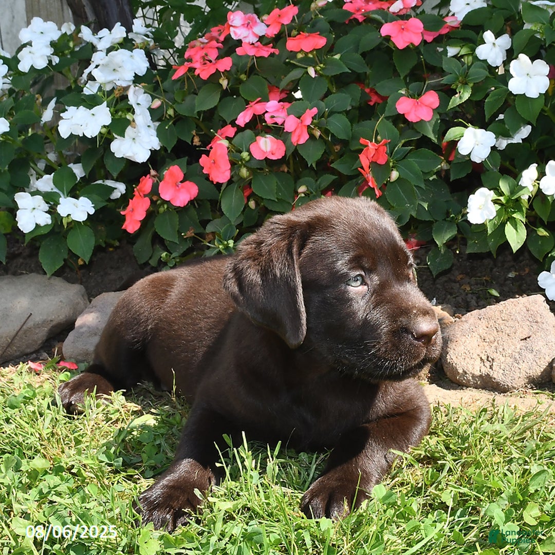 Labrador Retriever dogs for sale: Labrador Retriever 9 puppies - Image 44