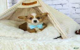 Welsh Corgi Pembroke dogs for sale: Griffin - Image 10