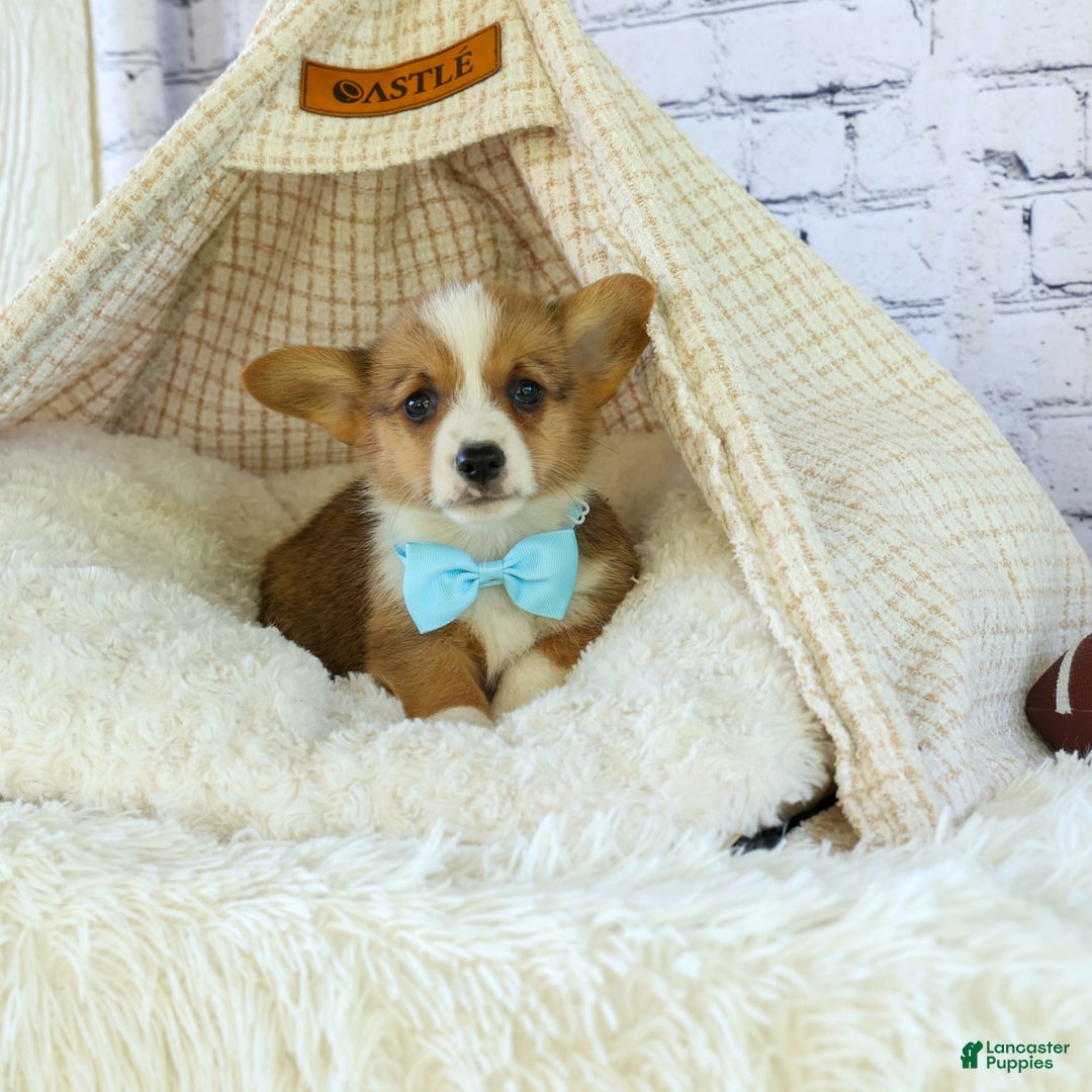 Welsh Corgi Pembroke dogs for sale: Griffin - Image 10