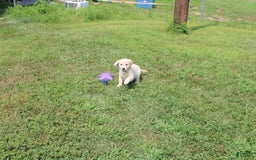 Golden Retriever dogs for sale: Costa - Image 15