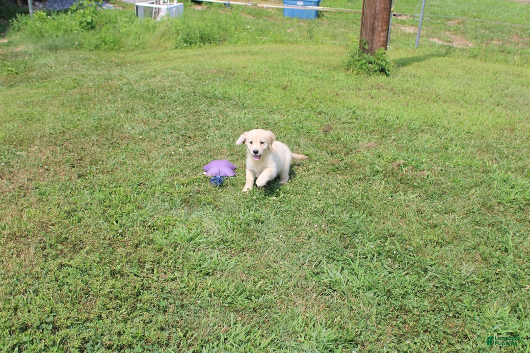 Golden Retriever dogs for sale: Costa - Image 15