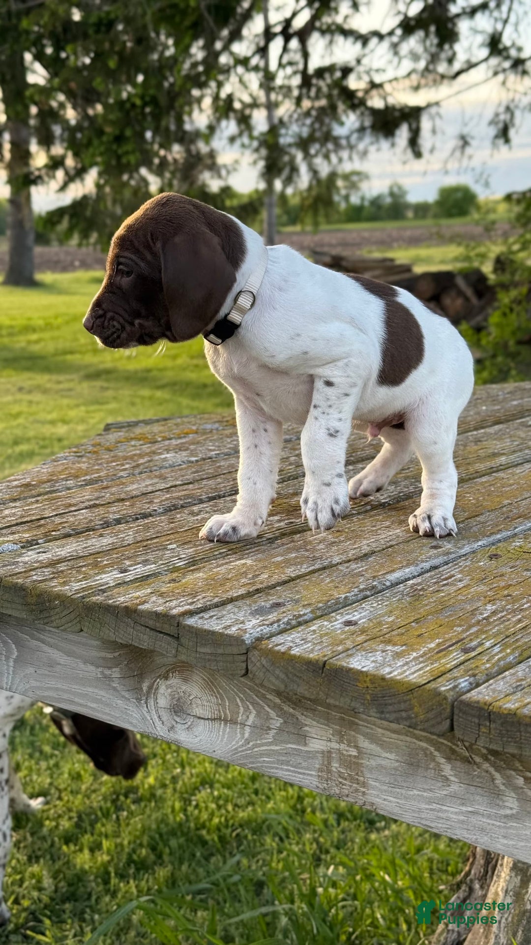 German Shorthaired Pointer dogs for sale: Off White Collar - Image 4