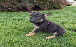 German Shepherd dogs for sale: German Shepherd 8 puppies - Image 16