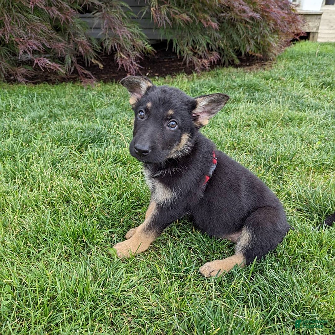 German Shepherd dogs for sale: German Shepherd 8 puppies - Image 16