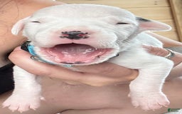 Dogo Argentino dogs for sale: M3 - Image 5