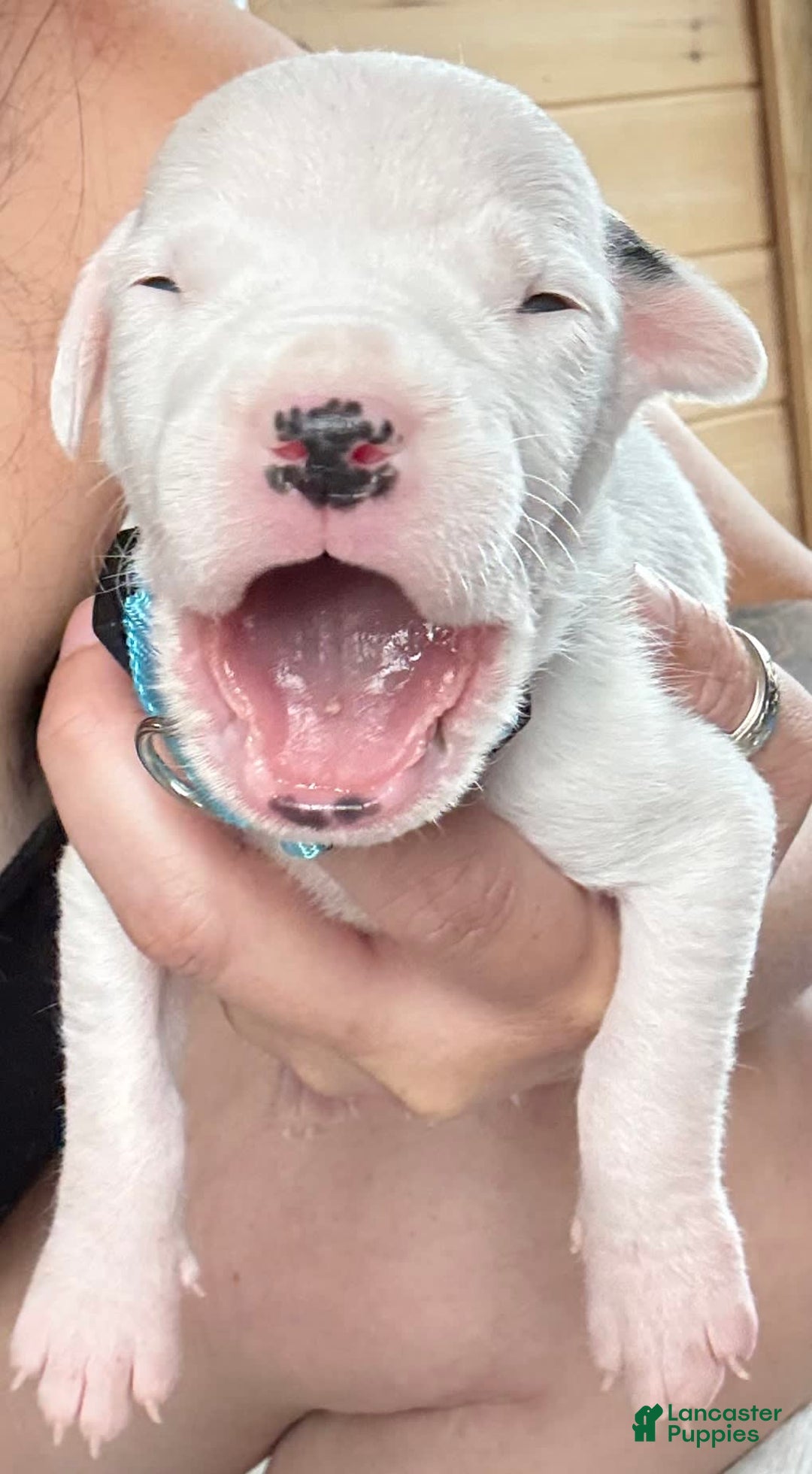 Dogo Argentino dogs for sale: M3 - Image 5