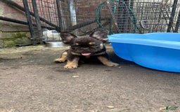 French Bulldog dogs for sale: Coco - Image 2