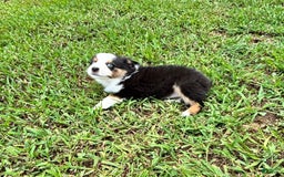 Australian Shepherd dogs for sale: Miss Sally - Image 6
