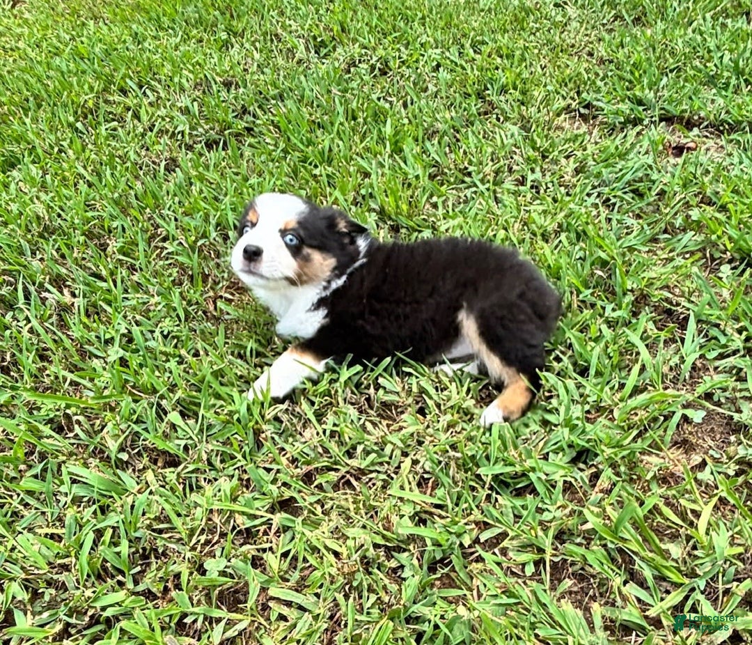 Australian Shepherd dogs for sale: Miss Sally - Image 6