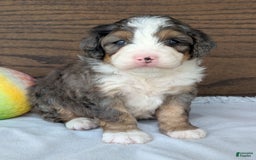 Mini Bernedoodle dogs for sale: Bluey - Image 21