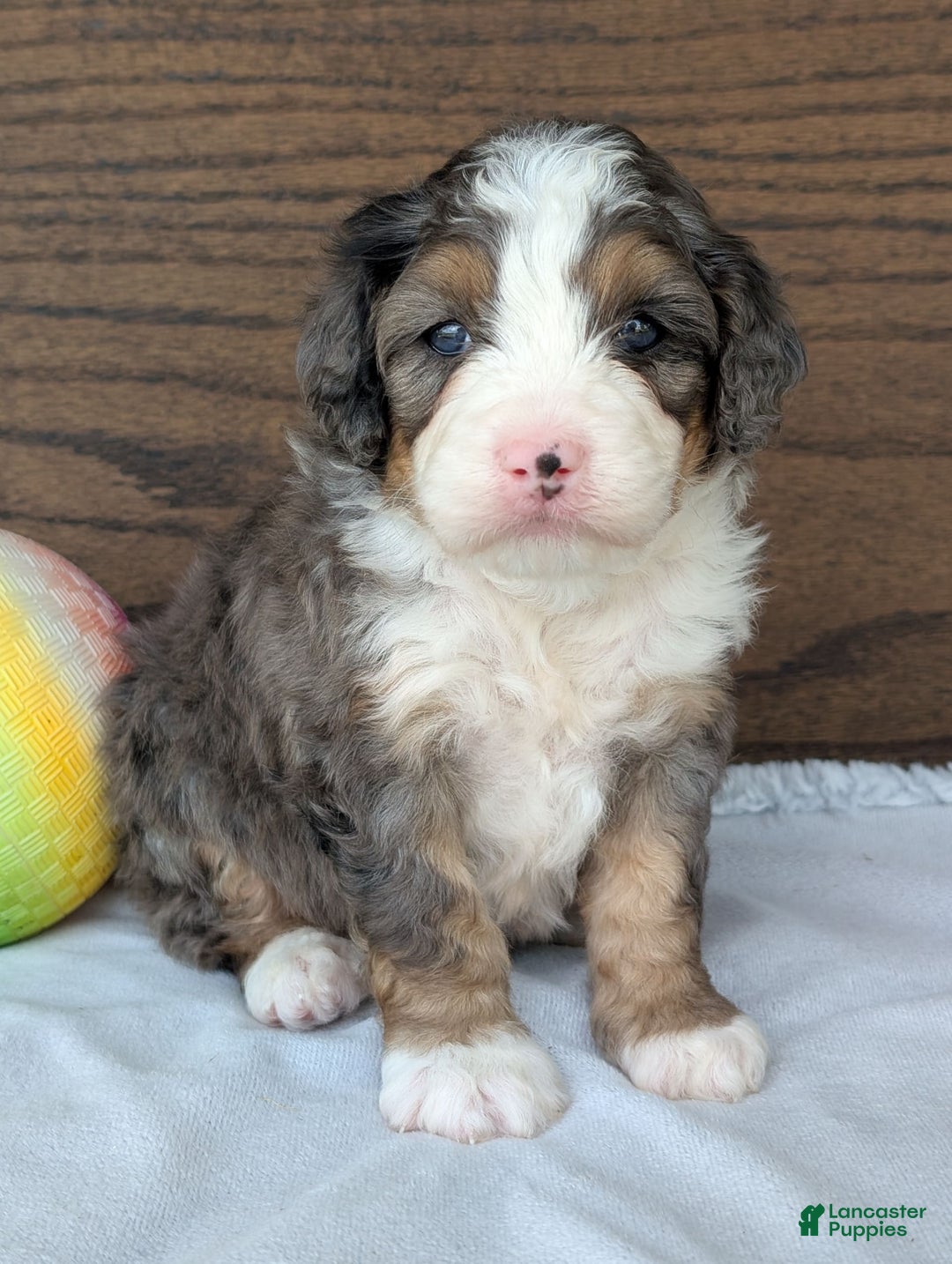 Mini Bernedoodle dogs for sale: Bluey - Image 21