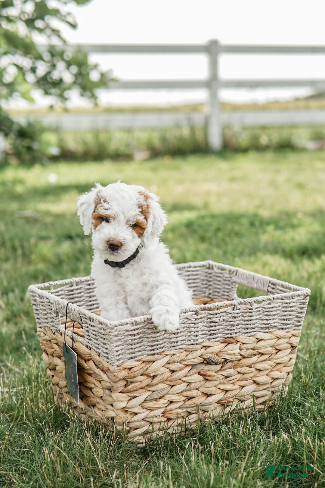 Mini Goldendoodle dogs for sale: Black Collar - Image 1