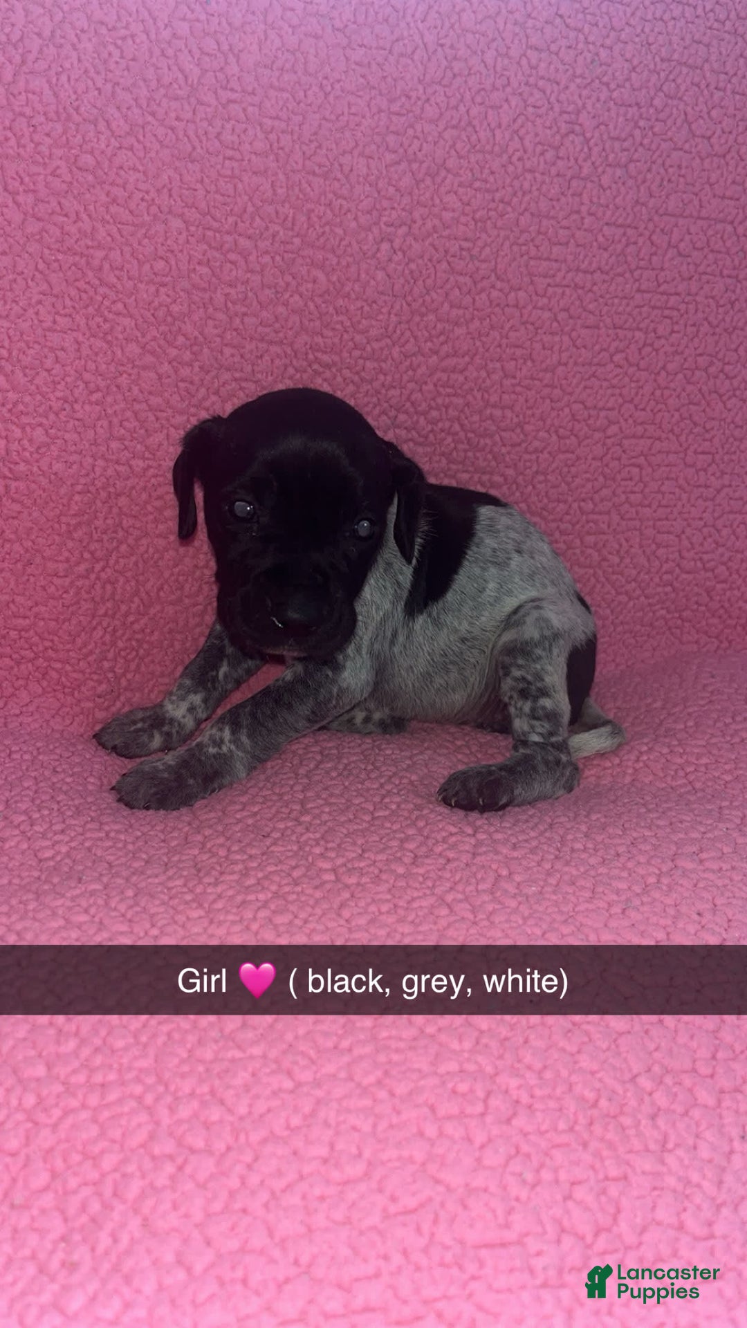 German Shorthaired Pointer dogs for sale: Gsp Puppy - Image 1