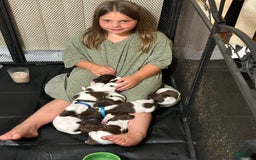 German Shorthaired Pointer dogs for sale: German Shorthaired Pointer 6 puppies - Image 23