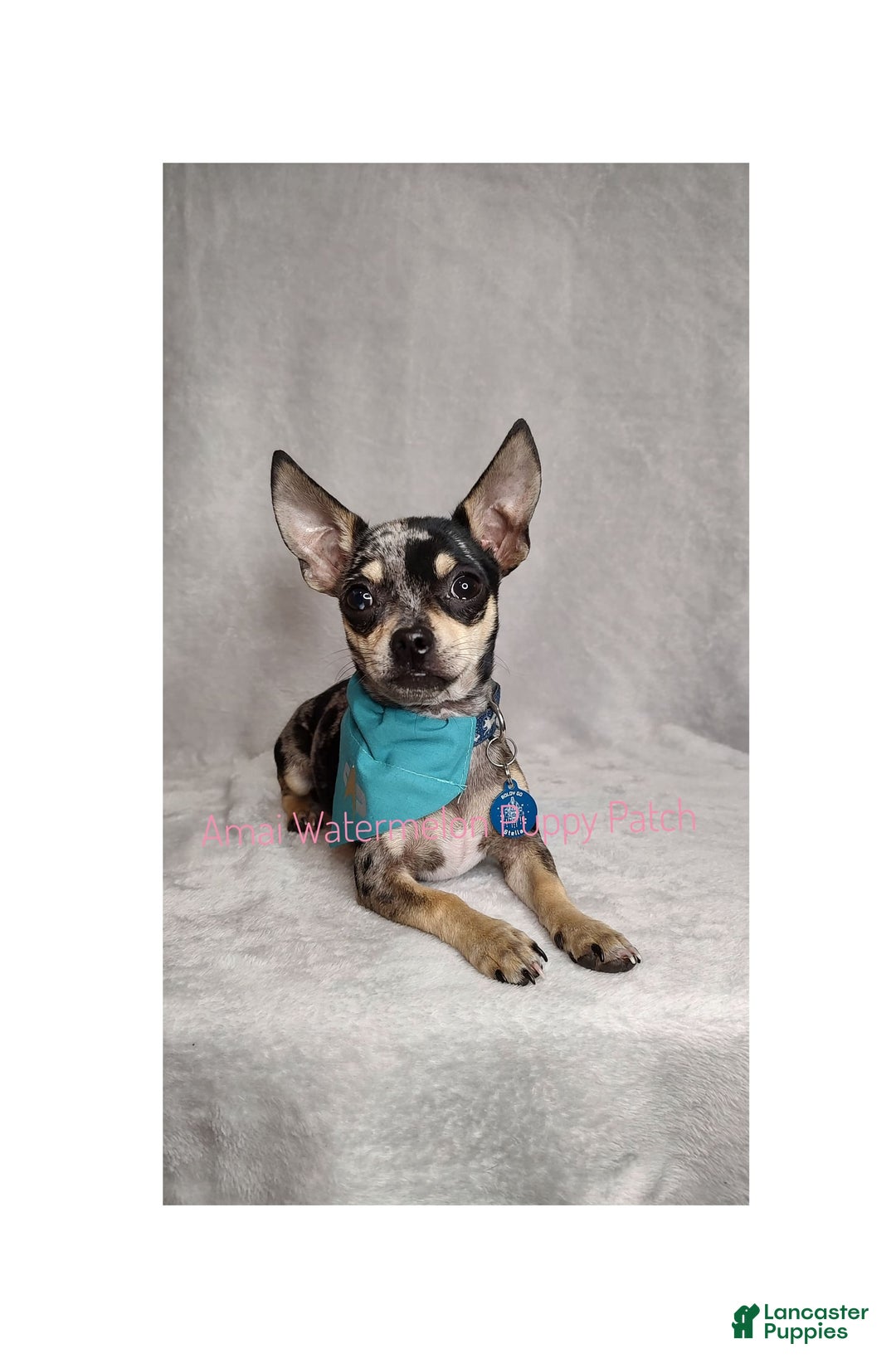 Chihuahua dogs for sale: Krypto - Image 7