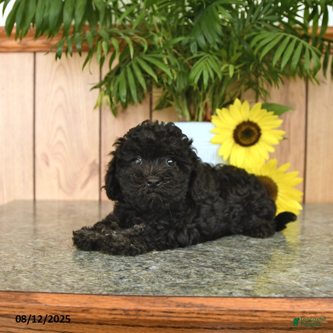Havapoo dogs for sale: Alex - Image 3