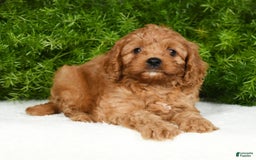Cavapoo dogs for sale: Mandy - Image 6