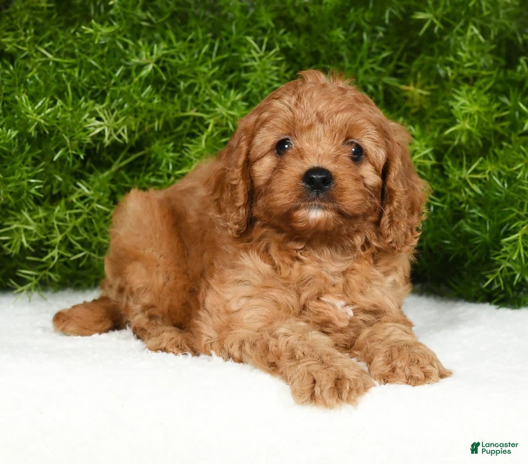 Cavapoo dogs for sale: Mandy - Image 6