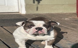 English Bulldog dogs for sale: Lucy - Image 6