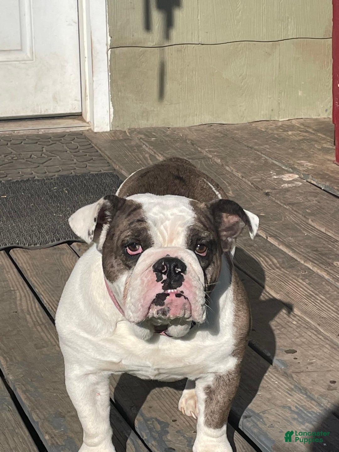 English Bulldog dogs for sale: Lucy - Image 6