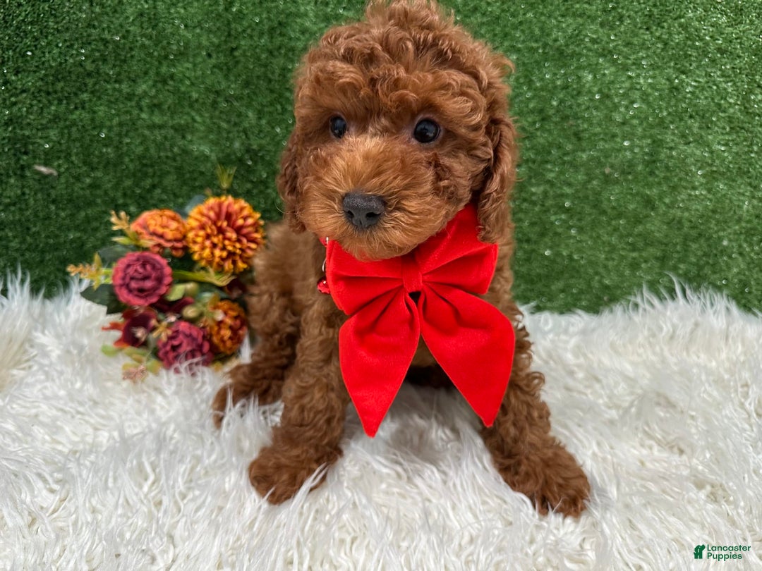 Miniature Poodle dogs for sale: Alex - Image 3