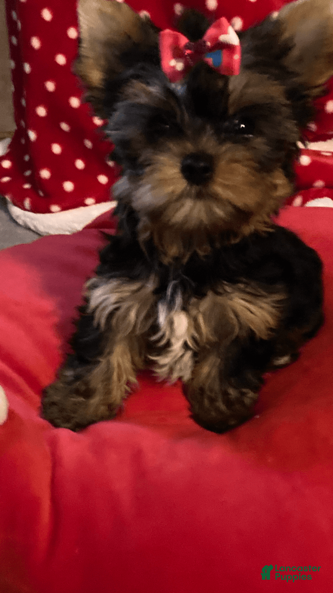 Yorkshire Terrier dogs for sale: Princess Bella Marie - Image 2