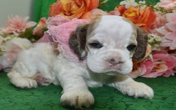 Cocker Spaniel dogs for sale: Akcabbysablepartimerleblueeyescockerpuppy - Image 12