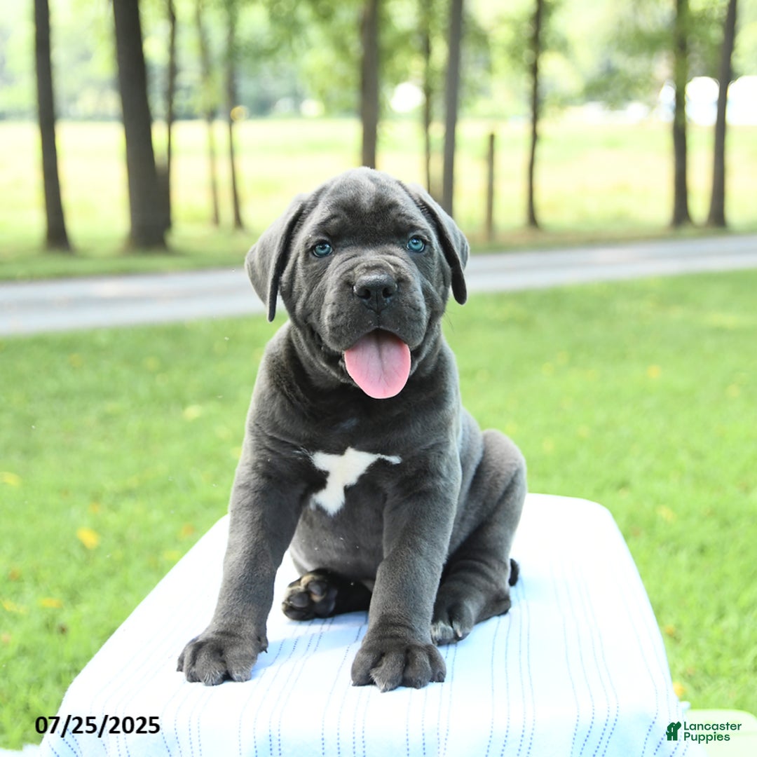Cane Corso dogs for sale: Storm - Image 5