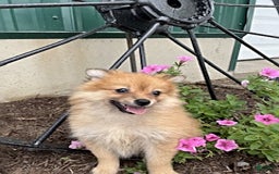 Pomeranian dogs for sale: Rusty - Image 4
