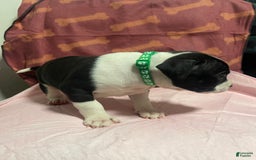 American Bully dogs for sale: Berlin - Image 3