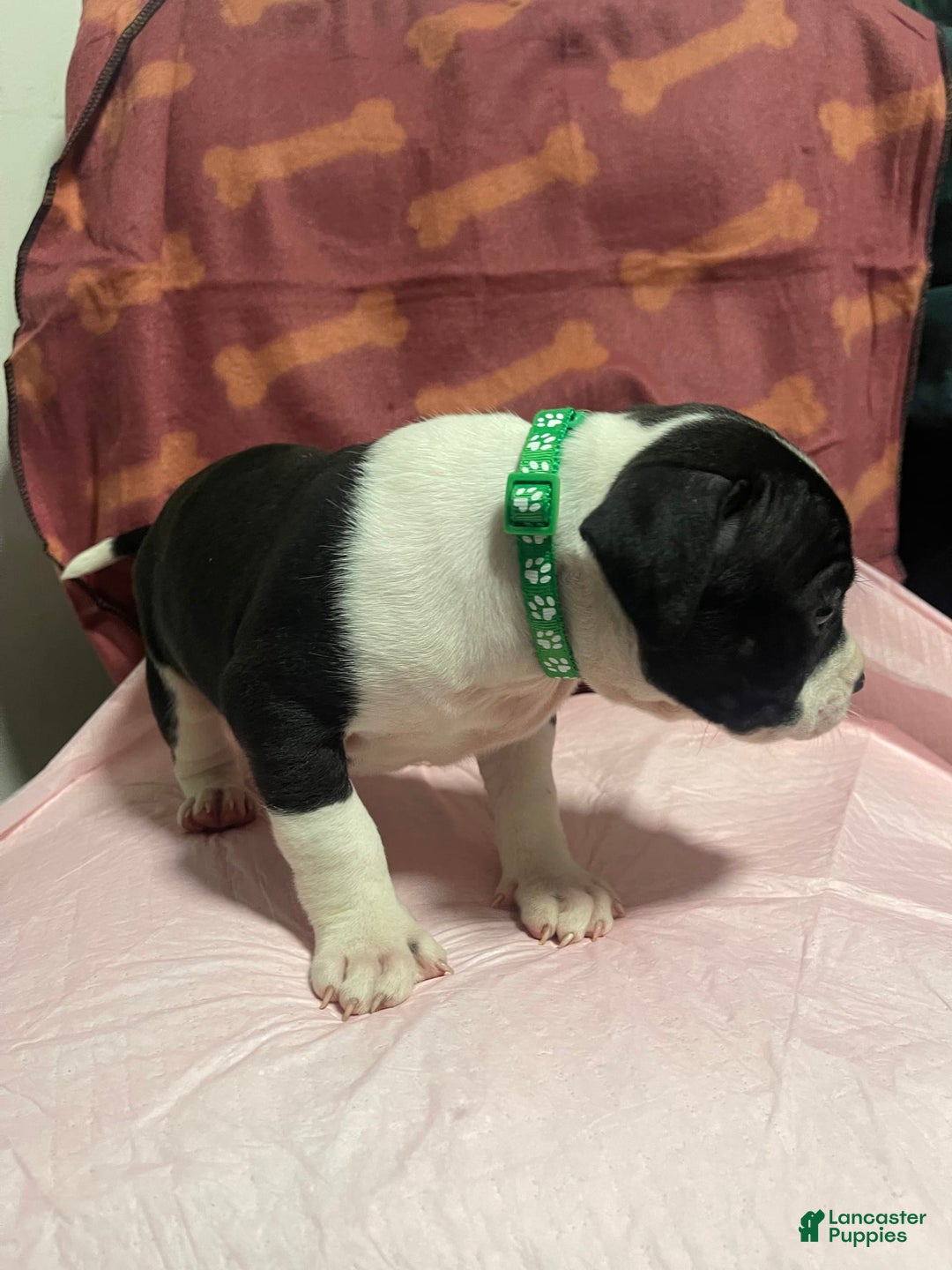 American Bully dogs for sale: Berlin - Image 3
