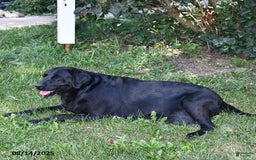 Labrador Retriever dogs for sale: Summer Rose - Image 6
