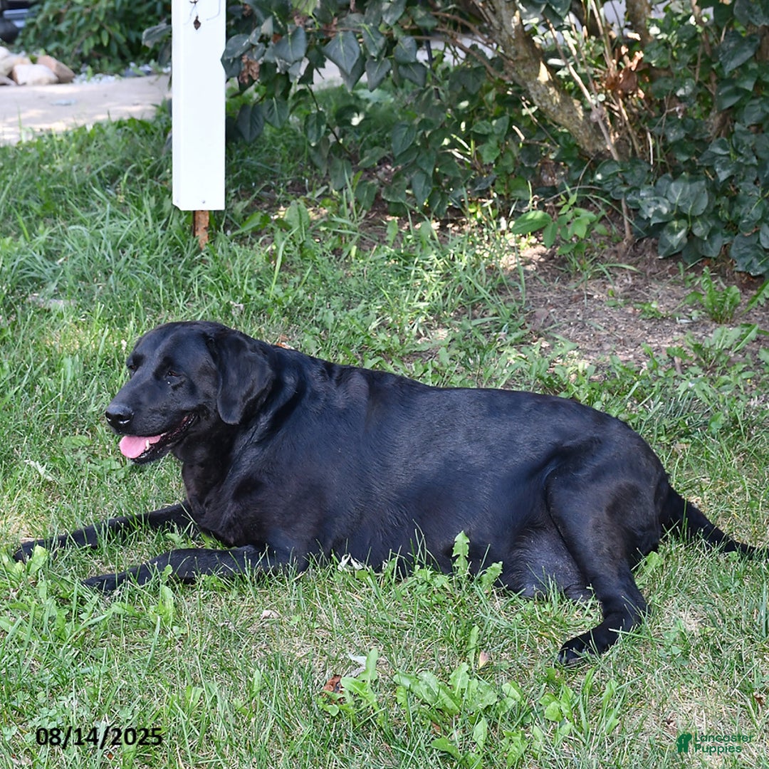 Labrador Retriever dogs for sale: Summer Rose - Image 6