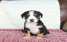 Greater Swiss Mountain Dog dogs for sale: Felix - Image 3