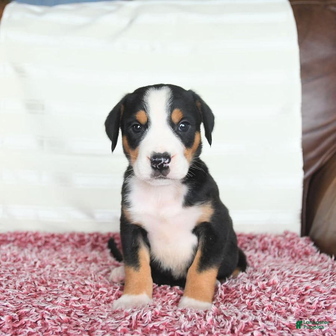 Greater Swiss Mountain Dog dogs for sale: Felix - Image 3