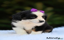 Miniature Australian Shepherd dogs for sale: Mindy - Image 3