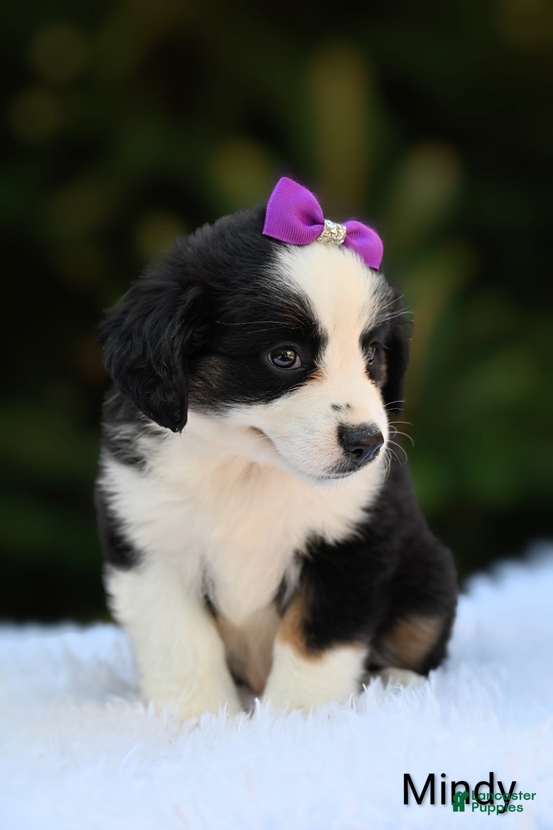 Miniature Australian Shepherd dogs for sale: Mindy - Image 3